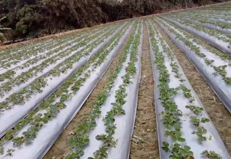 Sector Agroindustrial