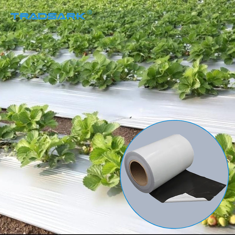 Sector Agroindustrial