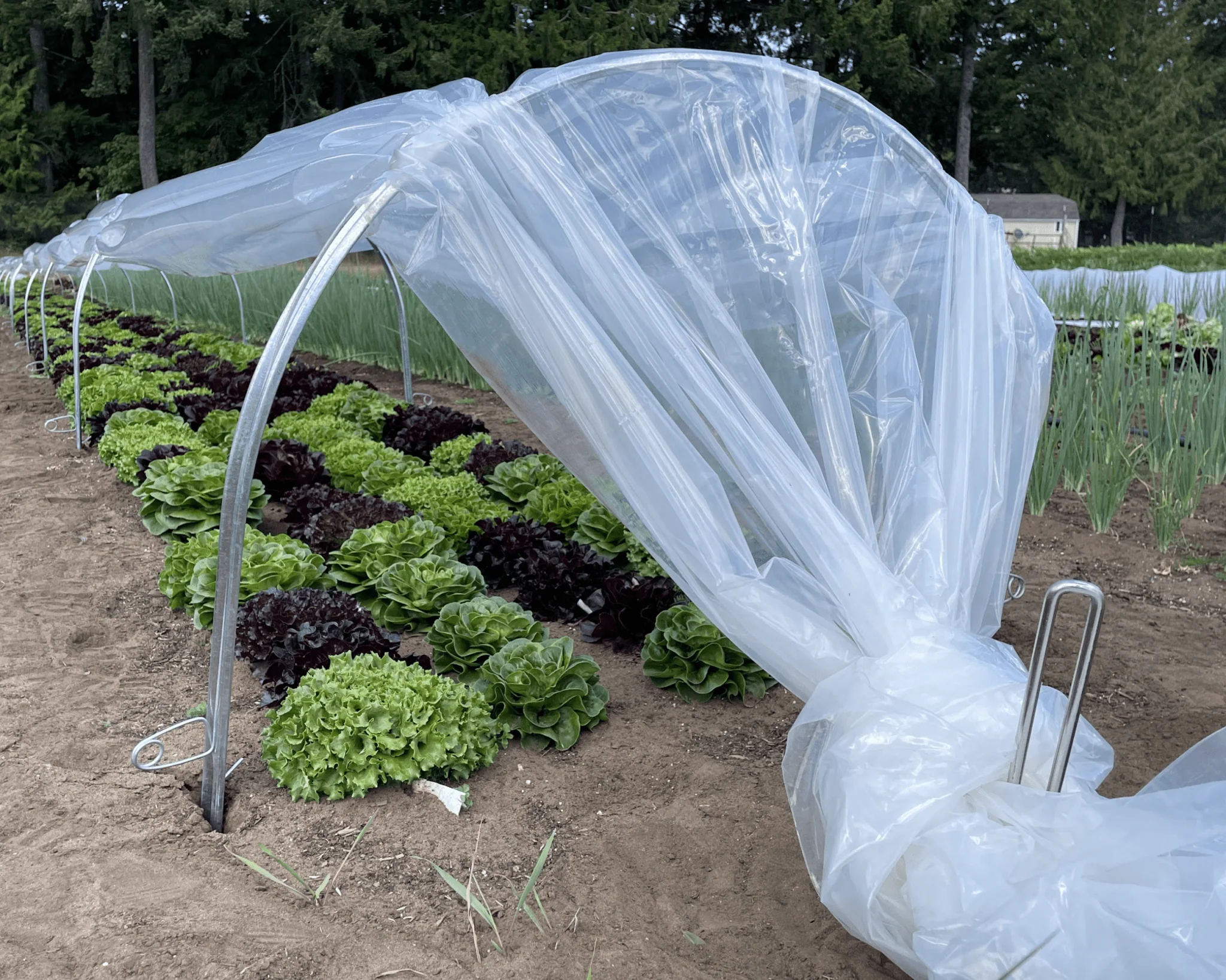 Sector Agroindustrial