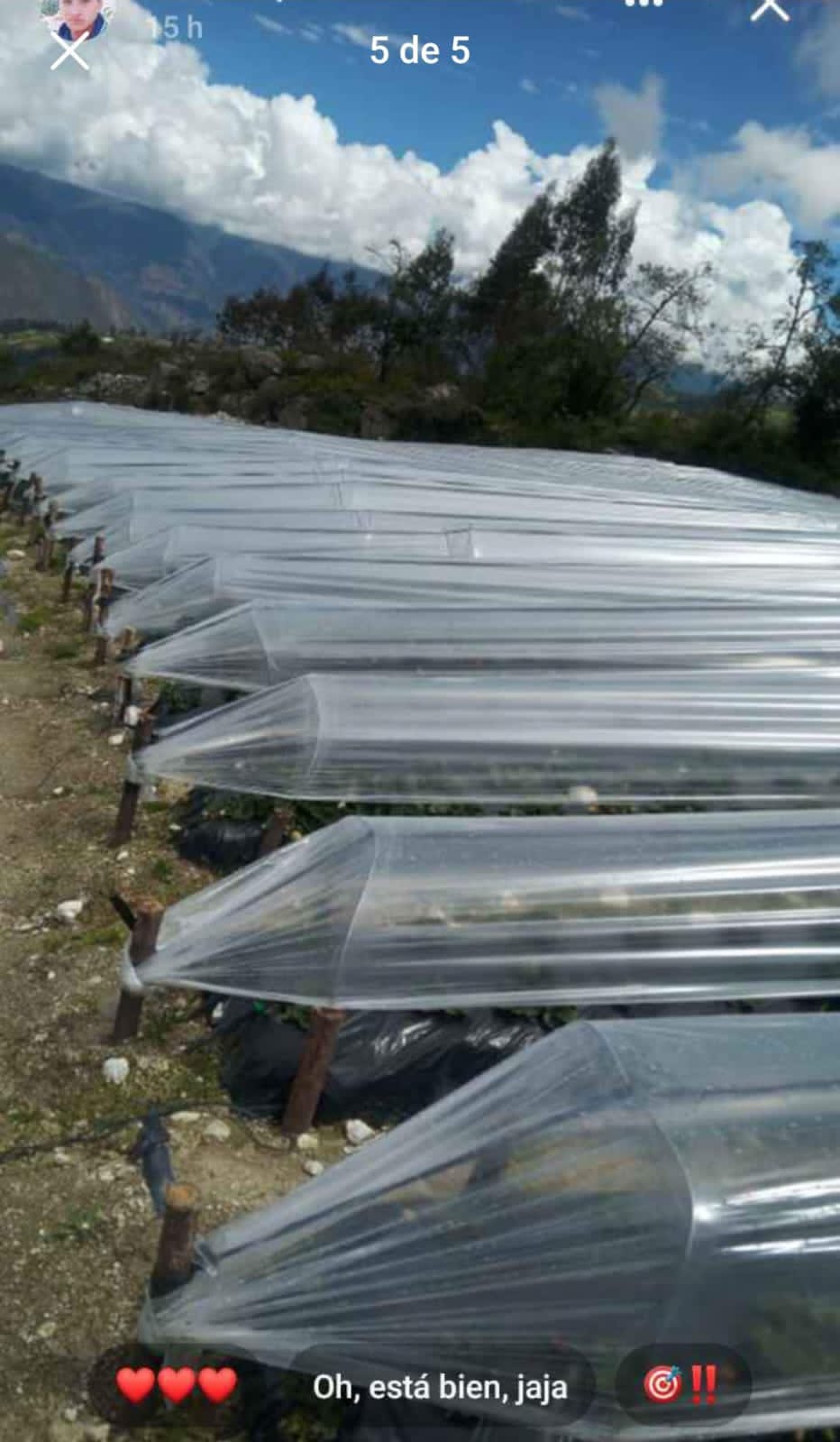 Sector Agroindustrial